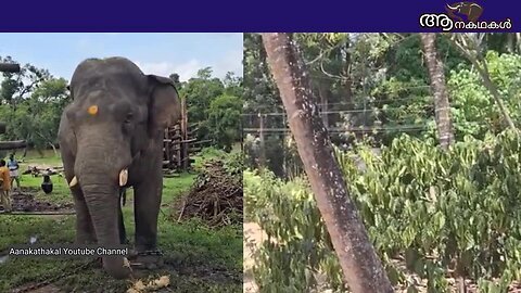 കരടിക്കൊമ്പനും അവന്റെ ശത്രുവും കൊമ്പ് കോർക്കുന്ന ഒരു വീഡിയോ _ Karadi elephant _ elephant attack