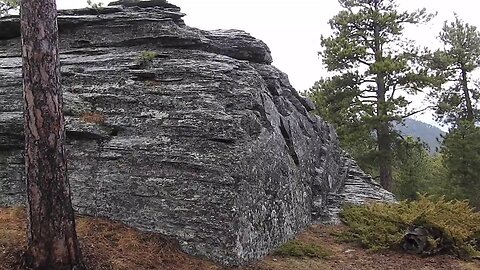 The original forest on flat earth part 2
