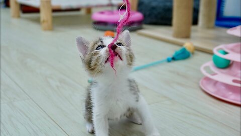 The Tiny Rescue Kitten so happy with her daddy | She Run around her daddy it was so cute!