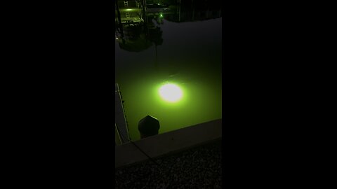 Canal Life | Snook Light Action! | 4K