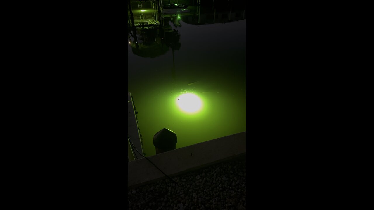 Canal Life | Snook Light Action! | 4K