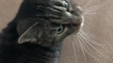 December 18, 2019 - Belle Bells The Cat Wants In (Mischief)