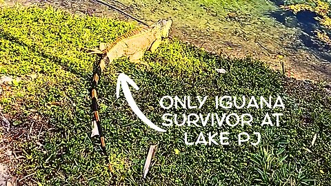 The ONLY Iguana to Survive the Florida Freeze at Lake PJ