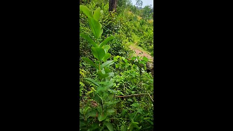 BEAUTIFUL Nature 🍄‍🟫