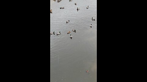 Mallard Ducks 🦆 #mallardducks #ducks #duck #swimming #rain #followme #viral #trending #shorts