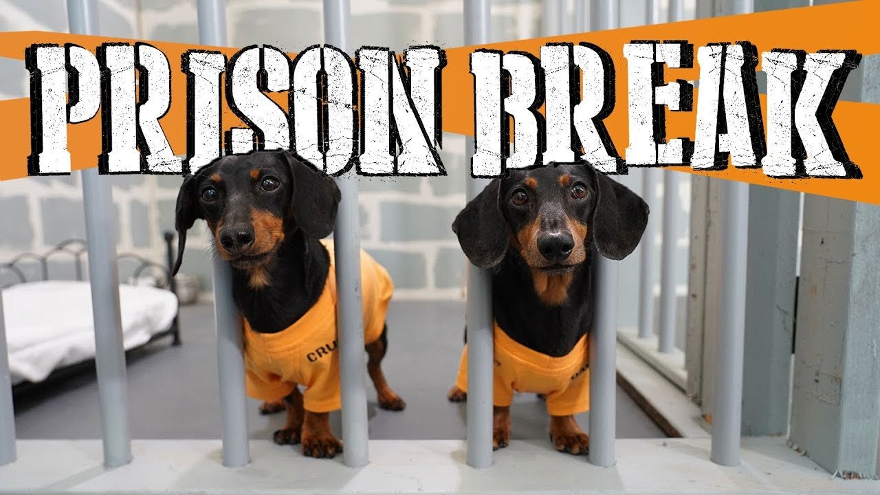 WIENER DOG PRISON BREAK! — (Funny Dogs Escaping Jail)