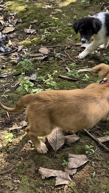 A Monkey Climbed On Top Of Me! #alimatoc #philippines
