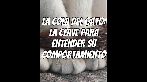 la-cola-del-gato