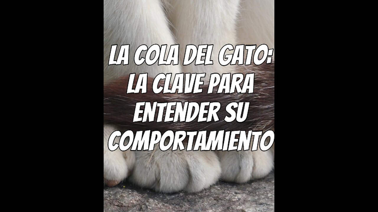 la-cola-del-gato