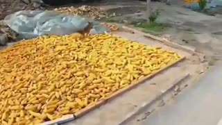 🤣🎬 He Won't Bark Again | Directed by Michael Bay | FunFM