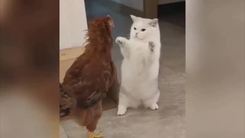 Chicken and Cat very fanny fayting video