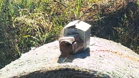 458 Socom 300 Stone Hammer Low Velocity Expansion