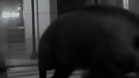Aggressive Wild Boars in Berlin City