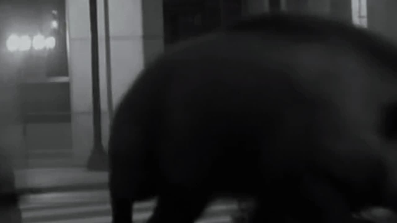 Aggressive Wild Boars in Berlin City