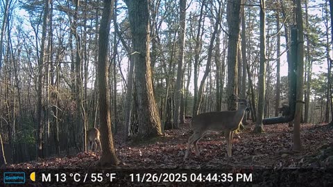 The Woods – 11/27/2025