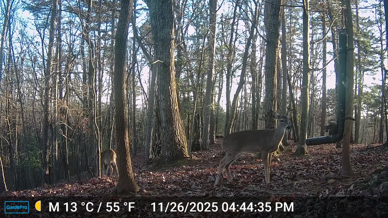 The Woods – 11/27/2025