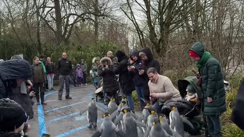 Happy Holidays With The Pinguin Parade