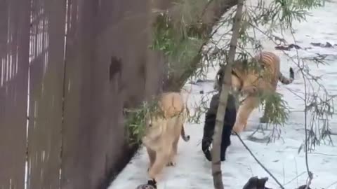 🦁🔥 4 Deadliest Predators Caught in the Same Frame! | FeedMyCuriosity
