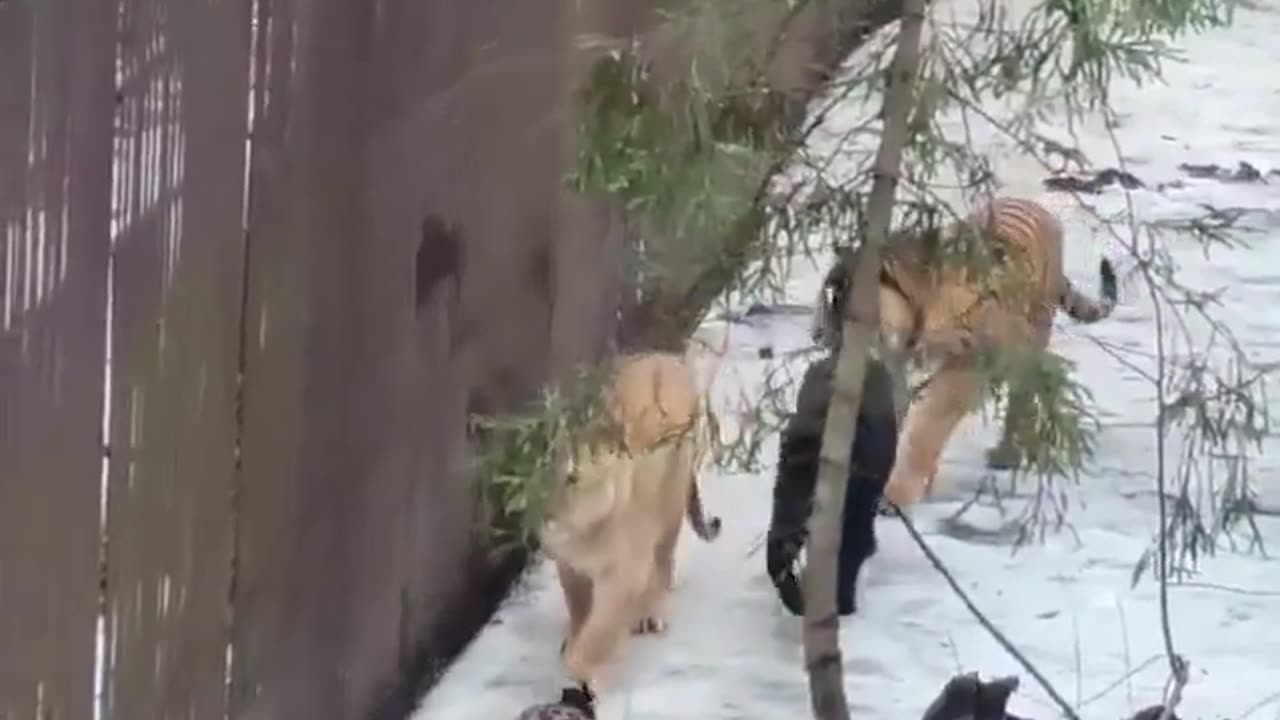 🦁🔥 4 Deadliest Predators Caught in the Same Frame! | FeedMyCuriosity
