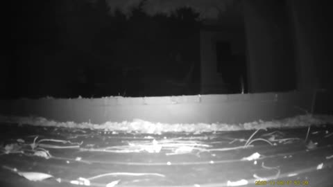 Wildlife Filmed By Haza PR800 Wild Camera, Levagood Area, Dearborn, Michigan, November 7 To 14, 2025