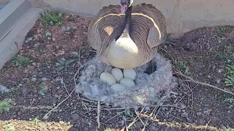 Mother Goose protecting her eggs