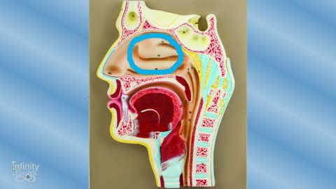 Common Cold: Early Treatment