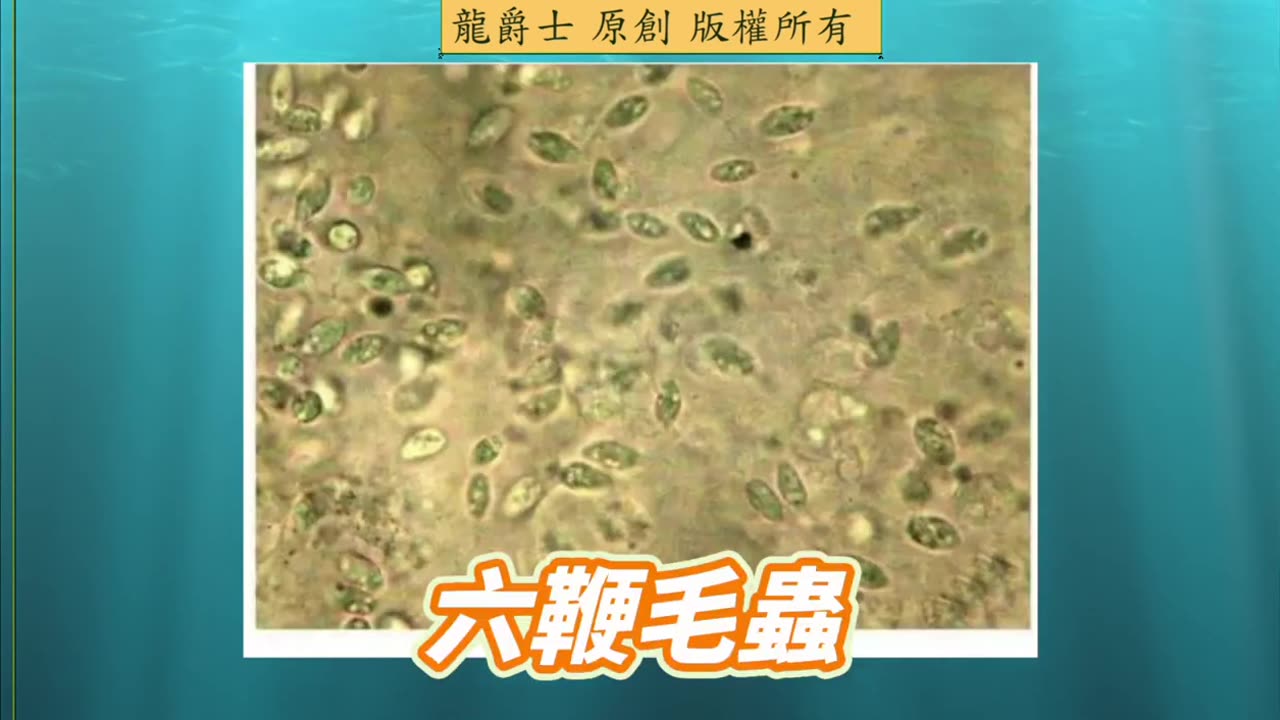 【龍爵士】千問千答 Q259 龍魚拖了一條透明的大便怎麼辦