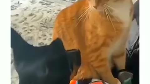Funniest Cat compilation videos | Feel Good moments