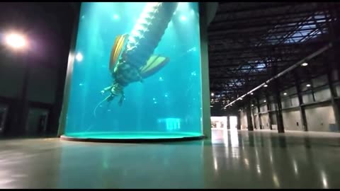 Japan's Most Mysterious Inn, The Fish Hotel