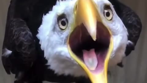 Animals that don't sound how they look
