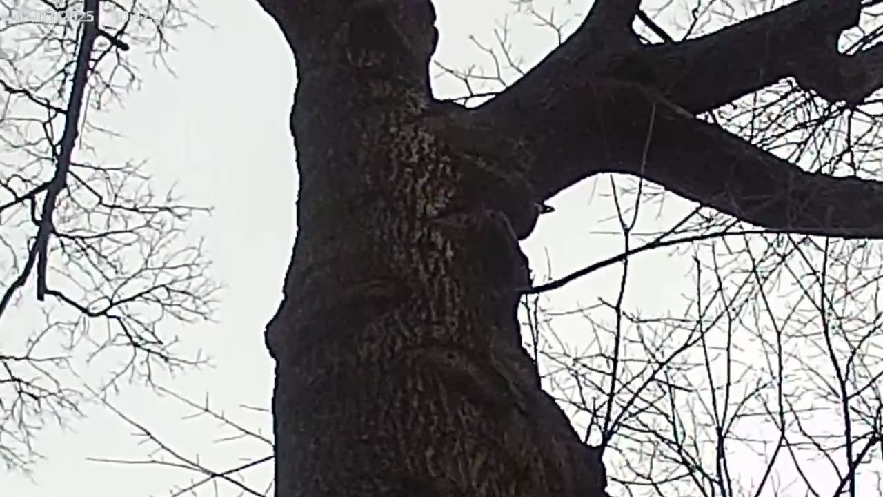 Woodpecker eating.