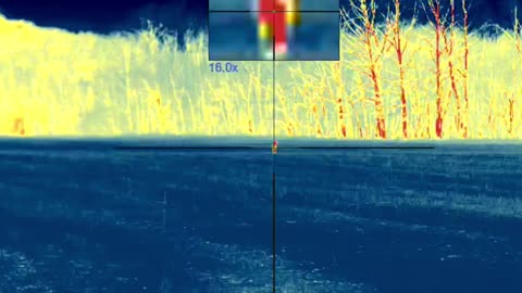 2nd Coyote of a double Stand last Hunt. Public land Ohio