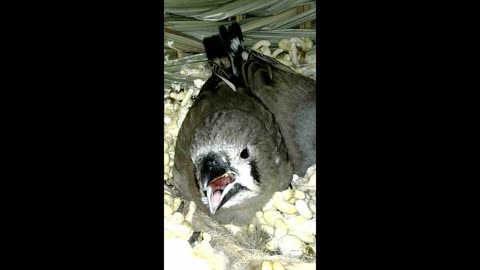 Zebra finch teenagers wont leave the nest - 12-1-25