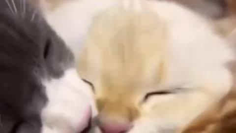 FunnyAnimal_vedios