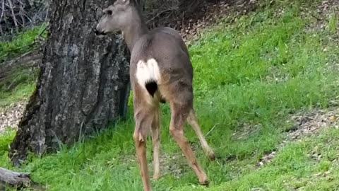 Mule Deer🦌Pastoral Pause