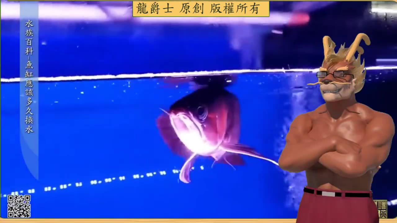 【龍爵士】水族百科 魚缸應該多久換水