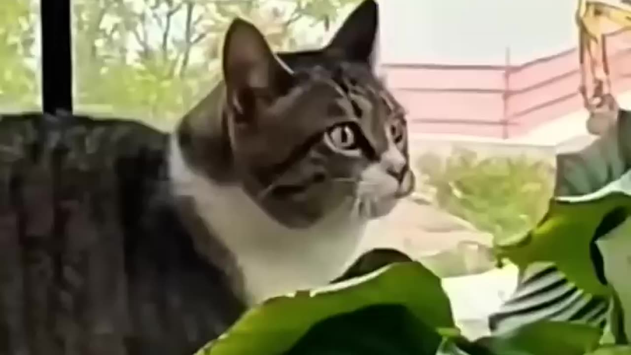 POV - your cats is the best actor in the universe 🥰