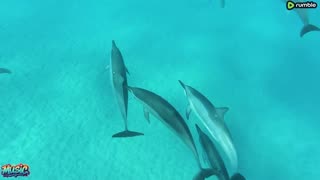 Swimming With Dolphins 4K - 30 Minute Underwater Relaxation Film