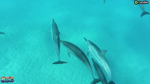 Swimming With Dolphins 4K - 30 Minute Underwater Relaxation Film