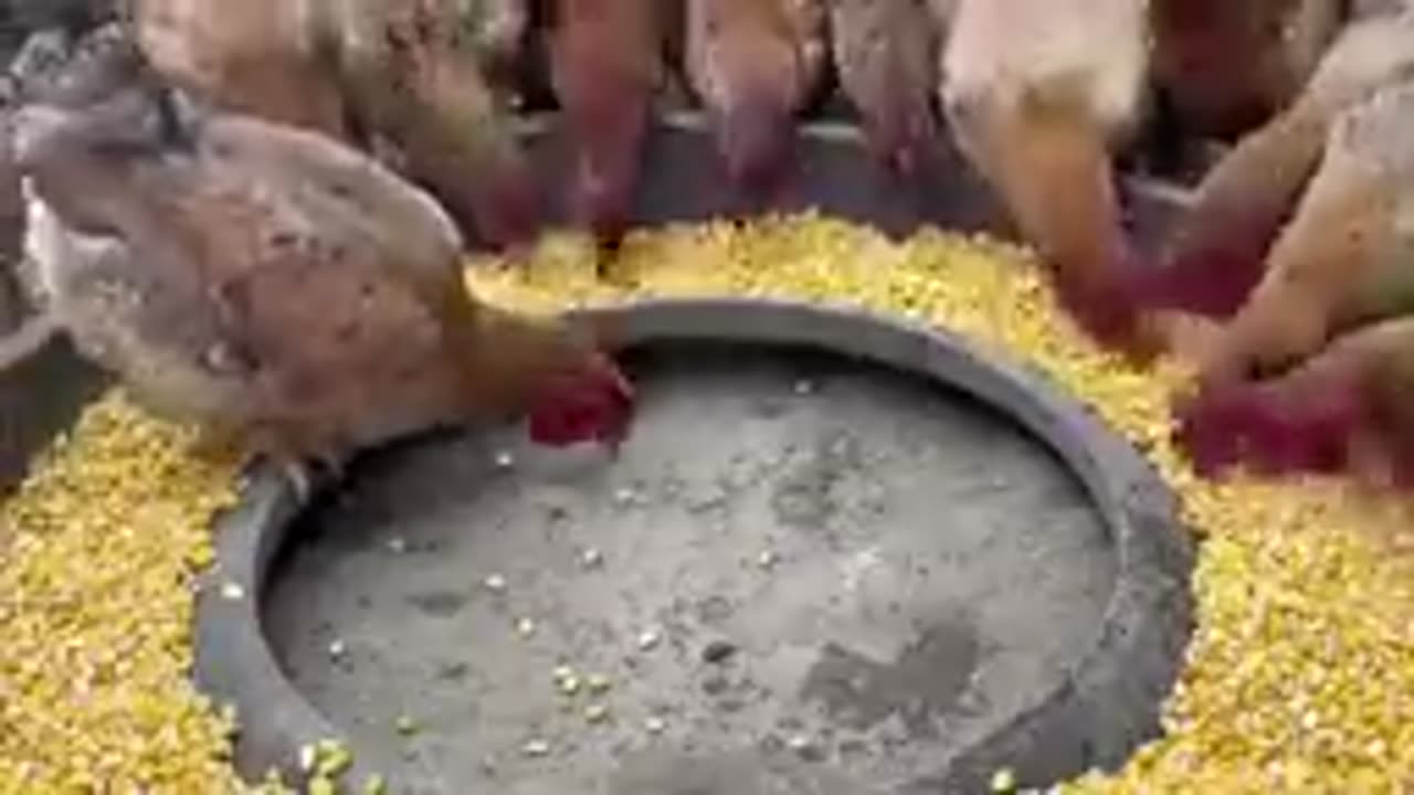 How Chinese Farmers Raise Millions Of Chickens On High Hills