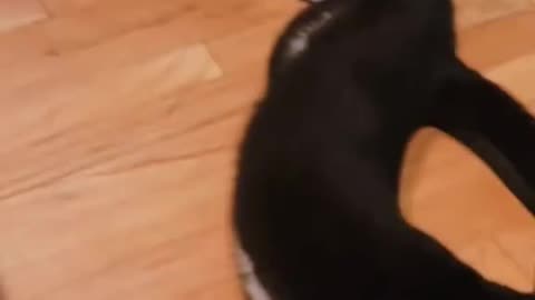 cute animals