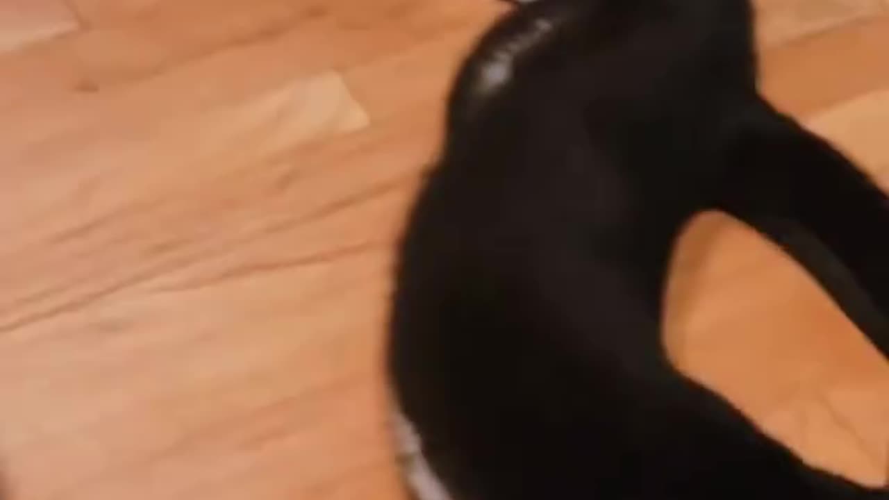 cute animals