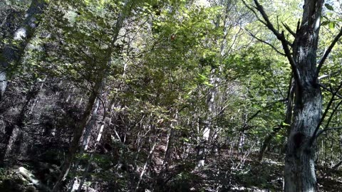 Going Nuts - Early October 2025