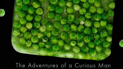 Birdseye - The Adventures of a Curious Man by Mark Kurlansky | Summary