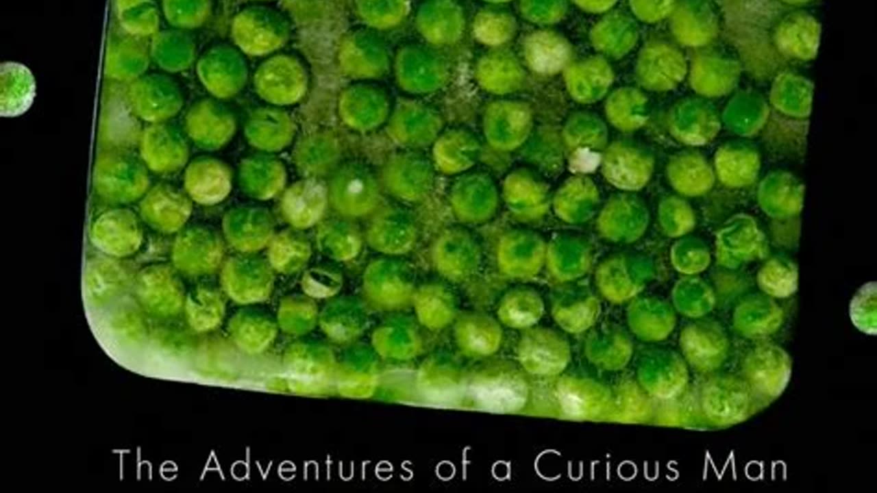 Birdseye - The Adventures of a Curious Man by Mark Kurlansky | Summary