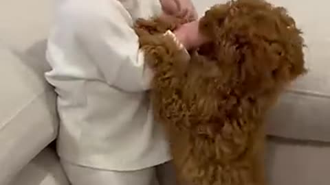 Adorable Puppy and Baby Meet for the Very First Time