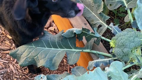 Garden Pest Has Been Nibbling on My Broccoli