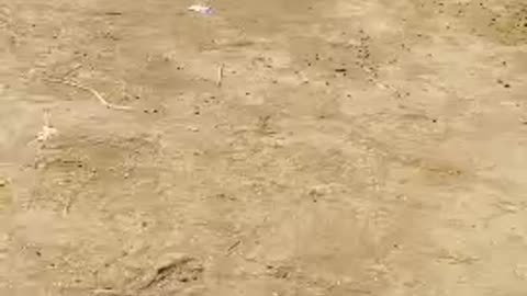 watch bird 🐔🕊️