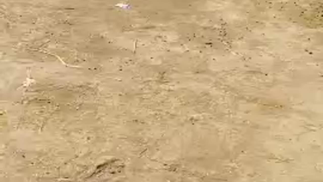 watch bird 🐔🕊️