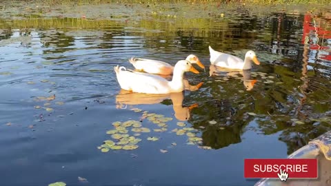 Our Ducks on the Pond.